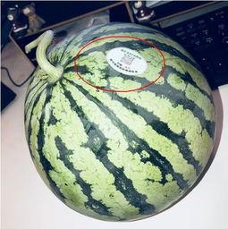 629吃瓜网红,网络红人的崛起与争议