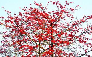 深圳木棉花爆料事件视频,视频揭露惊人真相