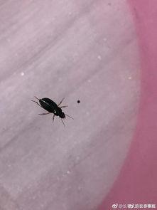 八重虫子爆料视频大全,揭秘幕后真相与精彩瞬间