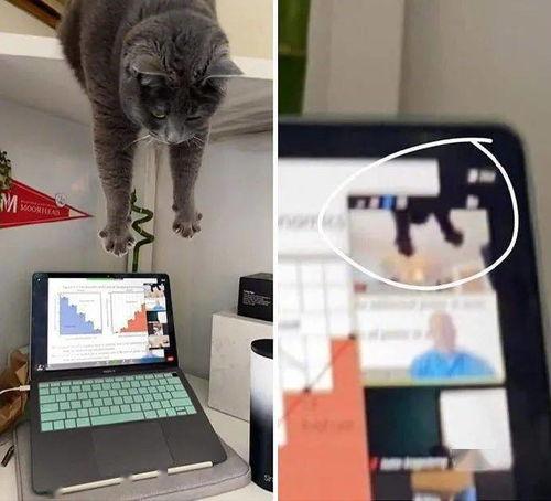 娱乐吃瓜酱小动物视频下载,小动物视频下载攻略，轻松捕获萌宠瞬间